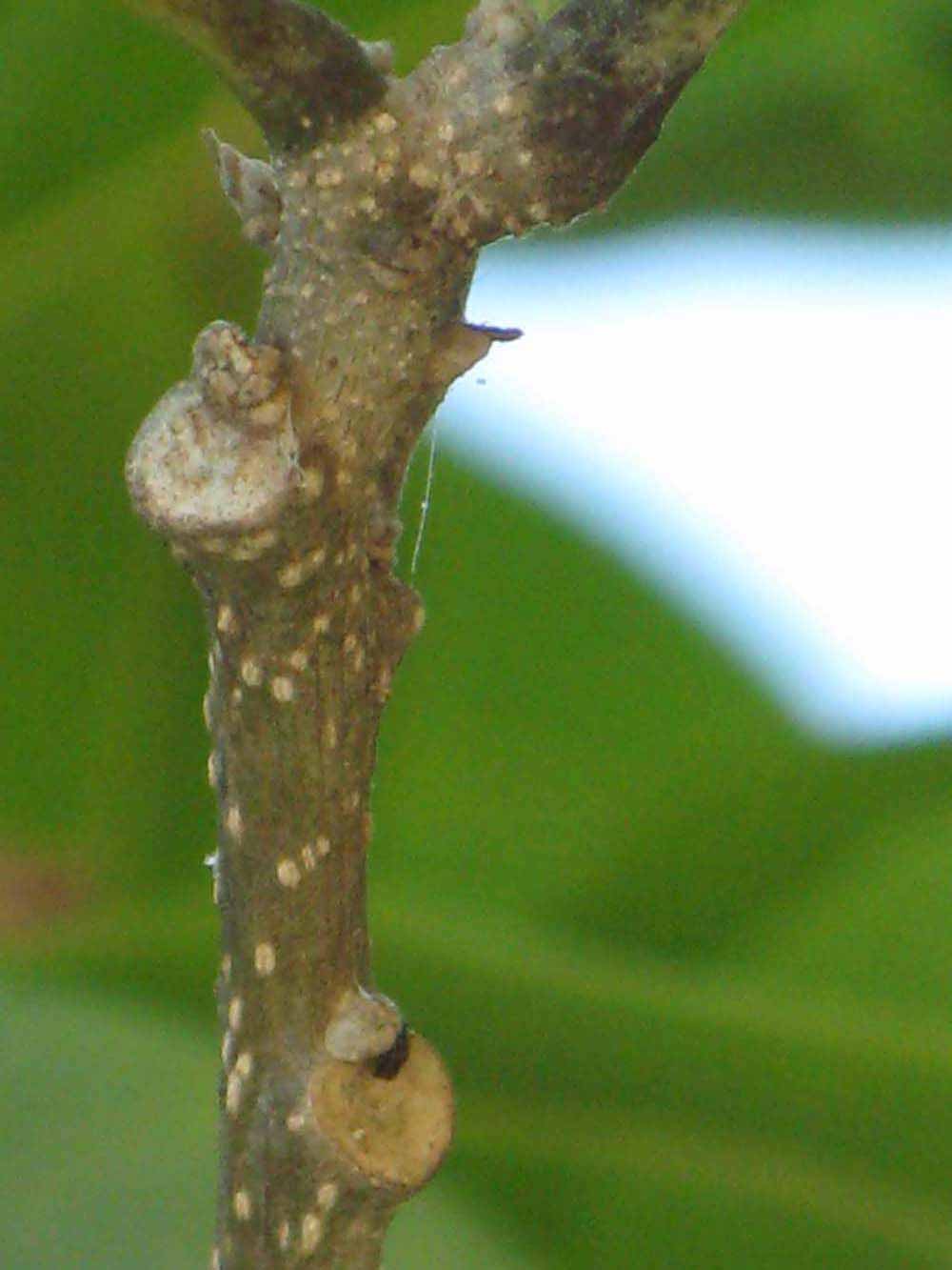              Second - third year twig (Winter Haven, FL)       